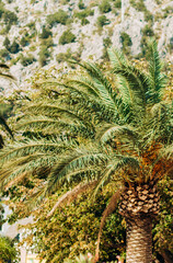 Palm trees on a background of mountains