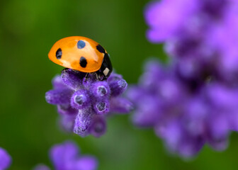 ladybird on lavender