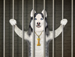 A dog husky was arrested. He is behind bars in the prison.
