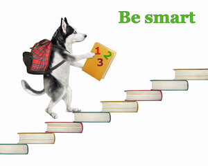 A dog husky with a backpack and a textbook is going up the stairs made of books. Be smart. White...