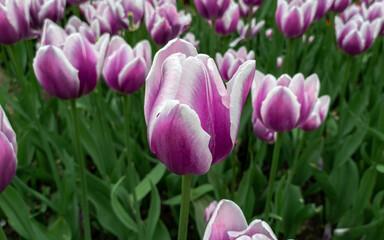 Purple tulip flower. Tulip flower on a flower plantation.