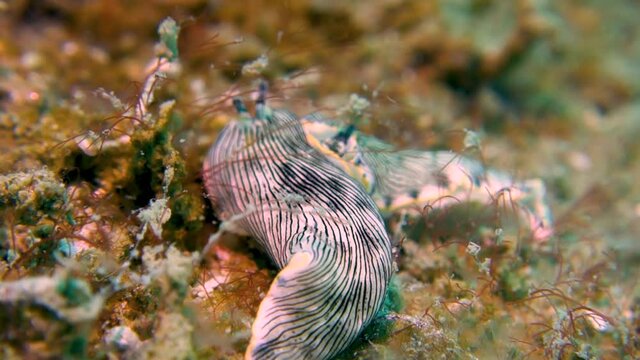 Two Long Soft Bodied Black Striped Nudibranch Sea Slug Worms Rest Ocean Bottom