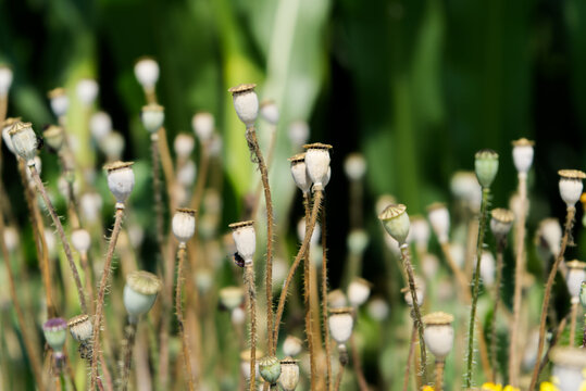 Frutti del fiore di papavero nel mese di maggio in Italia presso Alice Castello