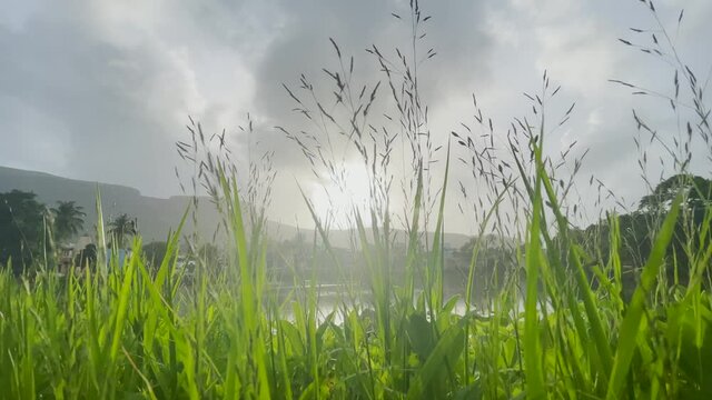 Green Fields Growing By The Riverbank Of Trimbakeshwar City, Trimbak, Maharashtra, India. - Low Angle Shot