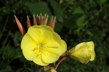 Fototapeta premium An Evening Primrose in sunlight.