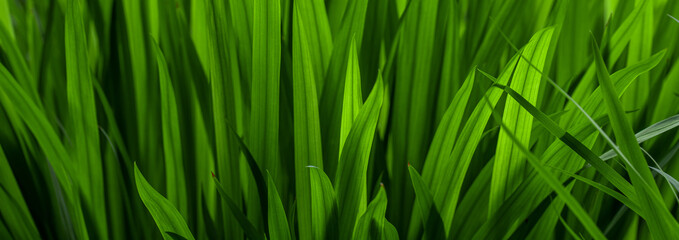 background of green grass field