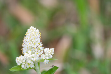 白い花を咲かせる高山植物　コバイケイソウ