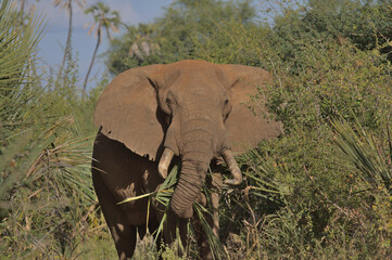 front view of african elephant grazing in the wild bushes of Meru National Park, Kenya