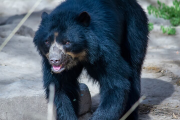 Black bear cubs