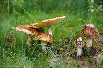 Pilze wie im Märchen Märchenpilz Steinpilz