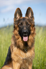 beaufitul german shepsherd portrait with cute eyes and tongue out on green background 