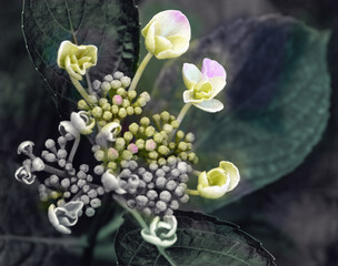 Rispenhortensie (Hydrangea paniculata). Teiltonung-Foto. Bl&uuml;te beginnt, Juli 2021