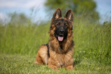 beaufitul german shepsherd portrait with cute eyes and tongue out on green background 