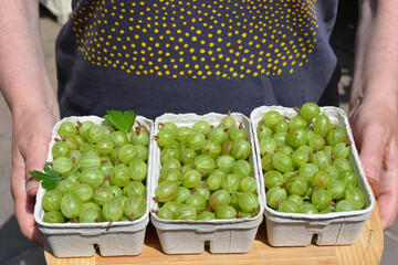 Gooseberries, Ribes uva crispa