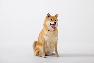 Fototapeta premium Siba inu. Red Dog head a white background. Japanese dog smiling