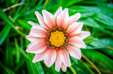 Close Up View of an African Daisy or Treasure Flower. Bright Colors of Petals on Blooming Season in Green Leaves Background. Gazania Plant at a Garden in Greece.