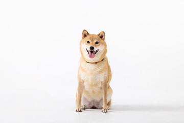 Siba inu. Red Dog head a white background. Japanese dog smiling