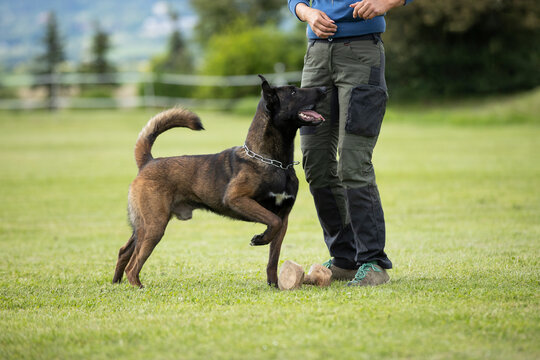 nice belgian malinois is working during obedience lesson 