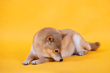 Siba inu. Red Dog head a yellow background. Japanese dog smiling