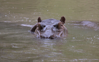 Fototapeta premium hippo submerged and swimming in river looking directly and alert at camera in wild Meru National Park, Kenya