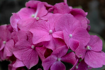 Garten- oder Bauern-Hortensien (Hydrangea macrophylla), in rosa. Sommer, Juli 2021.