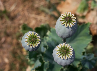 Opium poppy heads, close-up. Papaver somniferum, commonly known as the opium poppy or breadseed poppy, is a species of flowering plant in the family Papaveraceae.