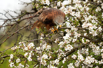 Red kite, in a tree with white blossom. Bird of prey portrait with yellow bill and red plumage and blue gray head. Bird of prey looking at the ground