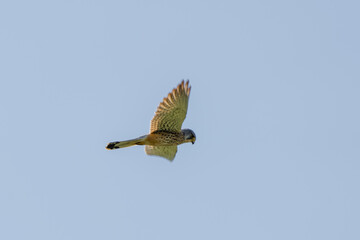 A Kestrel bird of prey hovers against a beautiful blue sky. hunting for prey