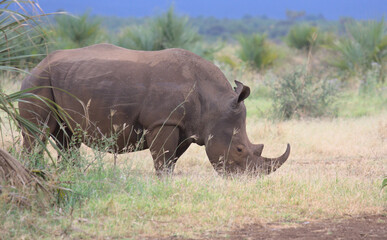 side profile of southern white rhino grazing in the open plains of wild Meru National Park, Kenya