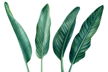 Tropical palm leaves on isolated white background, watercolor botanical illustration, green leaf