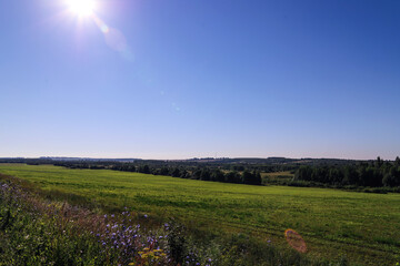 Obraz premium Green field with wildflowers and blue sky on a sunny day. Beautiful summer landscape