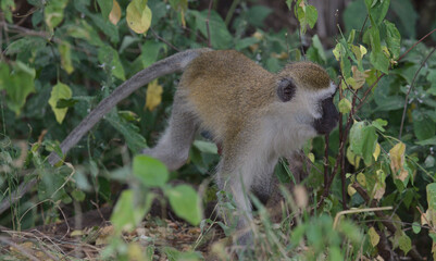 side view of curious vervet monkey walking on forest floor in the wild Meru National Park, Kenya