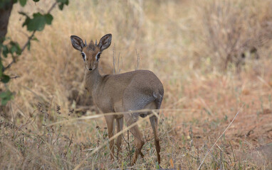 cute dik-dik standing alert and looking back in the wild bush of Meru National Park, Kenya