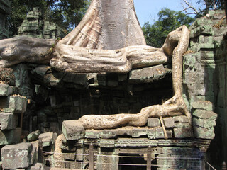 Fototapeta na wymiar カンボジア、アンコールトム周辺のタプローム。 中央祠堂の近く。 Ta Prohm at Angkor Thom area, Cambodia. 