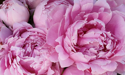 Peony petals pink rose flowers