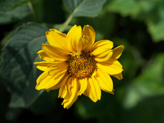 A single mountain arnica flower, close-up. Arnica is also known by the names mountain tobacco, leopard's bane and wolfsbane.