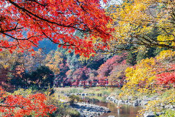 紅葉が色づく秋の山　香嵐渓