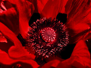 Dark red poppy. Stamens and the head of a poppy flower close-up.