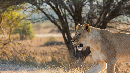 Fototapeta na wymiar a beautiful lioness on the move