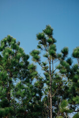 green pine tree and blue sky