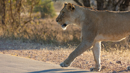 a beautiful lioness on the move