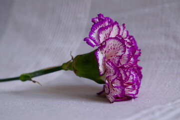 clavel jaspeado de colores blanco y morado