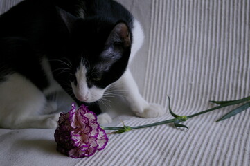 Gato descubriendo el olor de un clavel