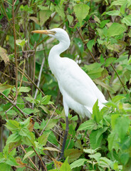 great white egret in the field