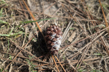 pine cones on ground