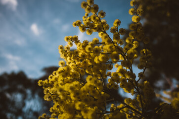 Yellow flowers