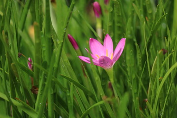 Fototapeta premium pink flowers