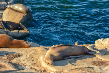  Sea lions sunning themselves as they nap on La Jolla Cove, La Jolla, California
