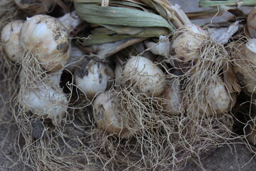Garlic on a brown burlap background. Agriculture.