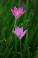 Obraz premium pink lotus flower